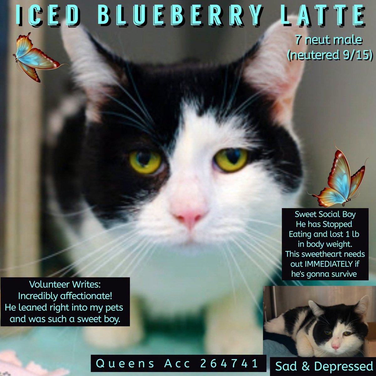 lordi1960's tweet photo. ♦♦TO BE KILLED - 12:00PM (EASTERN) THURSDAY 10/01/2026♦♦
♦♦SOS CODE RED♦♦

QUEENS ACC ADOPTABLE

❤️ICED BLUEBERRY LATTE 264741:
7YR | Neutered (now) | Stray | 10 lbs

https://t.co/F2zBHA9qzq https://t.co/59bNzZthaI