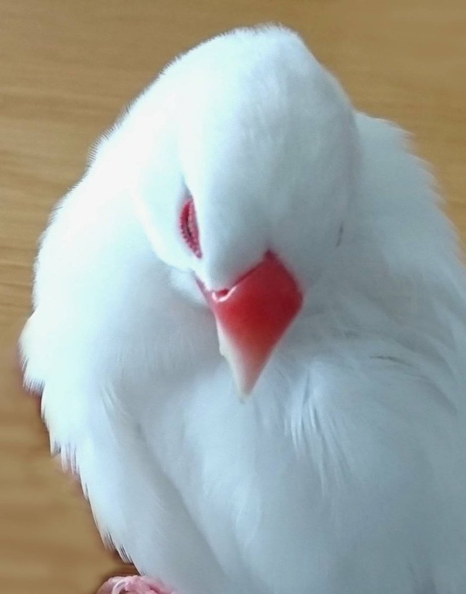 torikameinu's tweet photo. 文鳥界の坂東玉三郎ことふわふわ文鳥 https://t.co/yD1b6B80nA