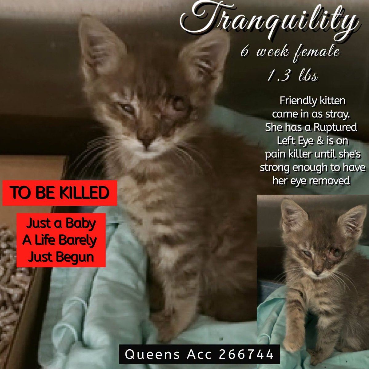 lordi1960's tweet photo. ♦♦TO BE KILLED - 12:00PM (EASTERN) THURSDAY 10/01/2026♦♦
♦♦SOS CODE RED♦♦

QUEENS ACC ADOPTABLE

❤️TRANQUILITY 266744:
6 WEEKS | Female | Stray | 1.3 lbs

https://t.co/ho74Y6Lneo https://t.co/PIgMUFK0Xw