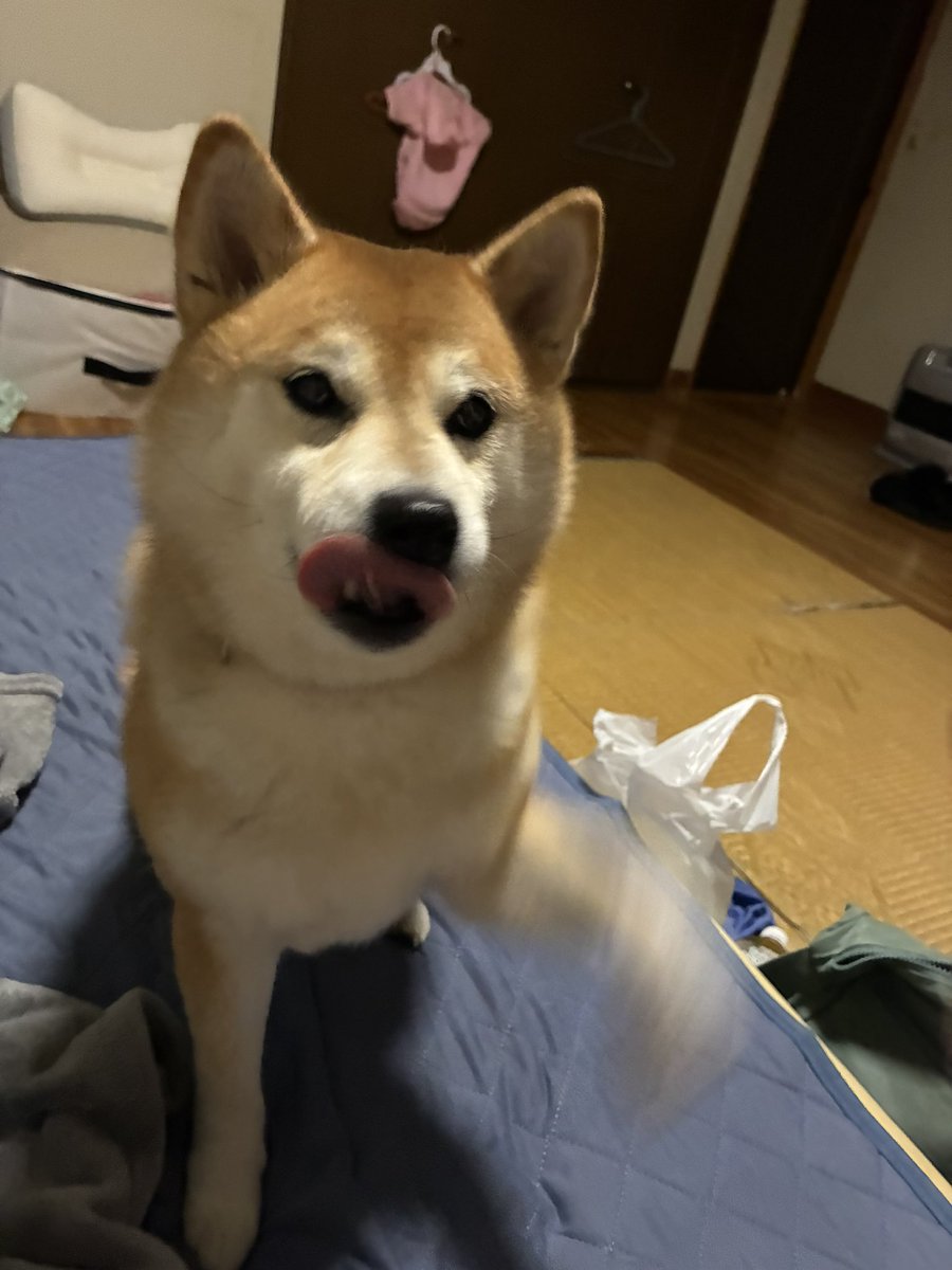 yume_201634's tweet photo. 高速おて

#柴犬 #柴犬のいる生活 #犬のいる幸せ
#おてっ #タッチ #動き早すぎ #ゆめちゃん https://t.co/UeSBbnkKGF