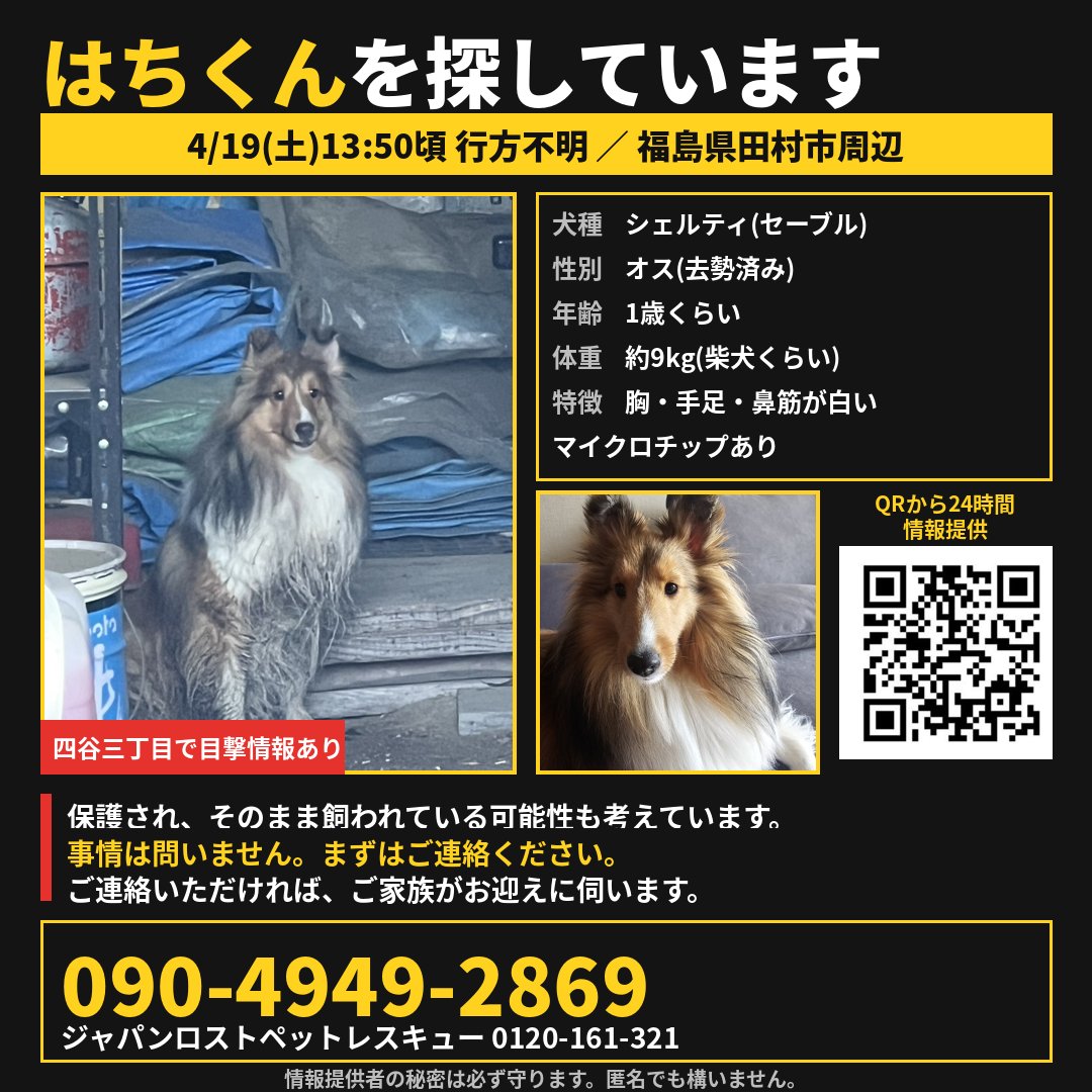 otoallyhachi's tweet photo. 保護してくださってる方に届きますように

#迷子犬 #迷子犬探しています #保護犬 #シェルティ #シェットランドシープドッグ #四谷三丁目 #犬好きと繋がりたい #犬のいる暮らし #はちくん https://t.co/3pu6zoiwLO