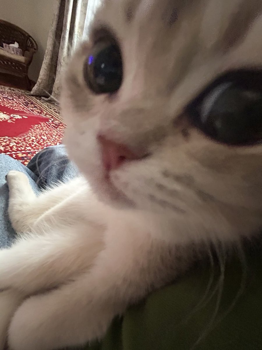 catslovings1's tweet photo. https://t.co/vAeGC21qjZ