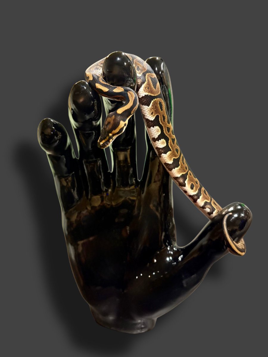 Ttri_BallPython's tweet photo. 販売個体紹介

0.1レオパード

¥10,000

ワイルドでかっこいい個体です！
ファーストボールにいかがでしょうか？

＊気になる生体がいましたらお気軽にDMお待ちしております🐍

#T_tri
#ボールパイソン https://t.co/hpbAcIRRsI