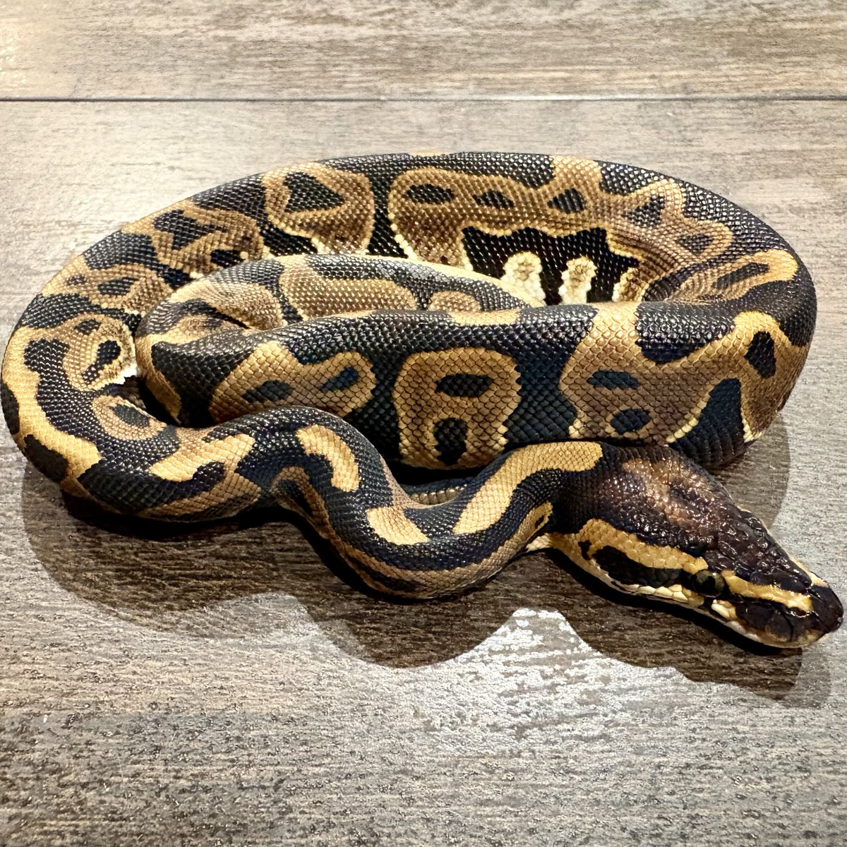 Ttri_BallPython's tweet photo. 販売個体紹介

0.1レオパード

¥10,000

ワイルドでかっこいい個体です！
ファーストボールにいかがでしょうか？

＊気になる生体がいましたらお気軽にDMお待ちしております🐍

#T_tri
#ボールパイソン https://t.co/hpbAcIRRsI