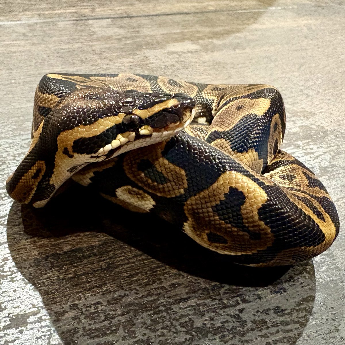 Ttri_BallPython's tweet photo. 販売個体紹介

0.1レオパード

¥10,000

ワイルドでかっこいい個体です！
ファーストボールにいかがでしょうか？

＊気になる生体がいましたらお気軽にDMお待ちしております🐍

#T_tri
#ボールパイソン https://t.co/hpbAcIRRsI