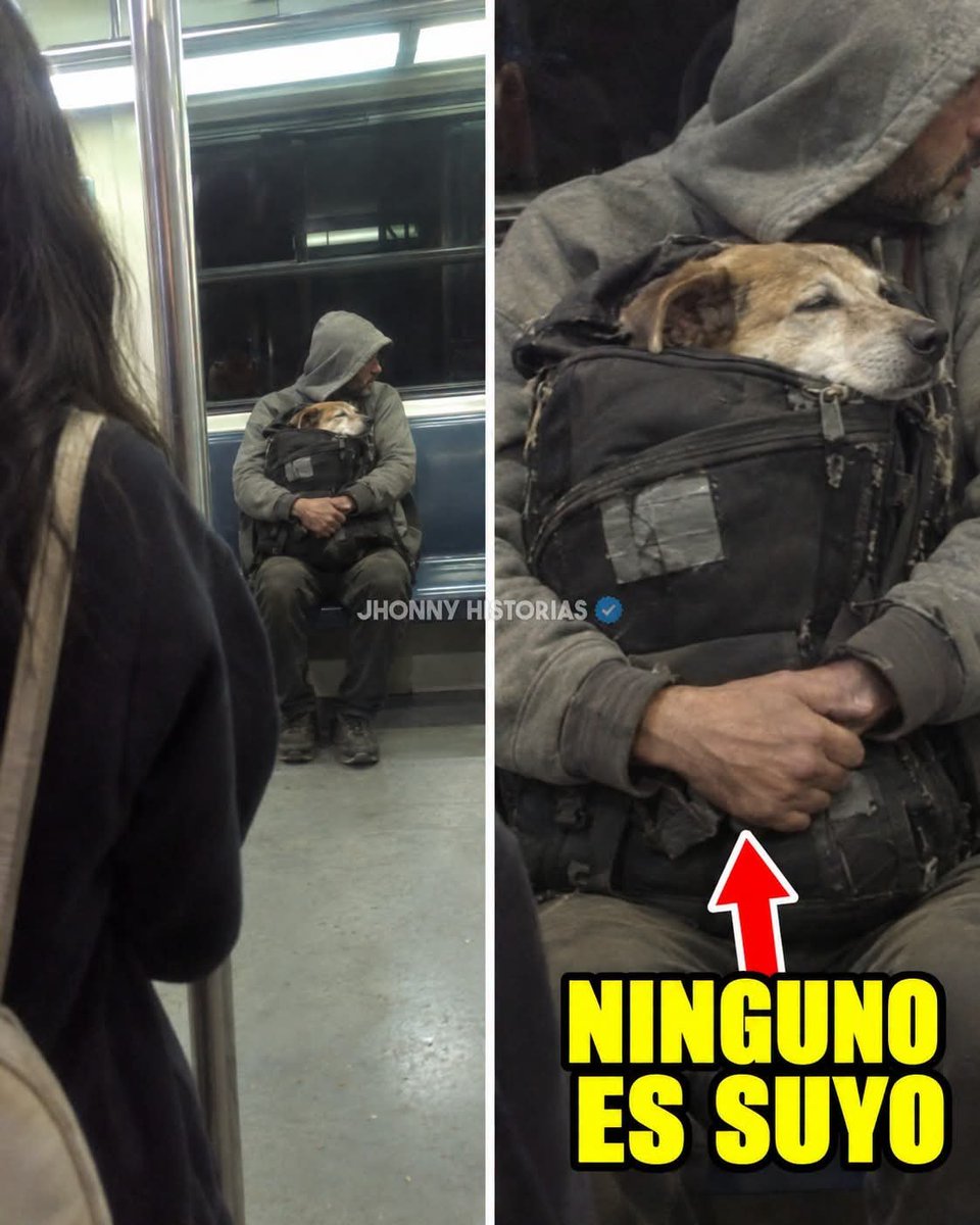 lilianadeteresa's tweet photo. Braulio sube al metro todas las mañanas con un perro distinto en la mochila y ninguno es suyo.

Lo vi por primera vez hace dos meses, en el vagón de las siete. Esta vez me senté detrás de una señora y saqué estas fotos por encima de su hombro, para que no se diera cuenta.

Trabaja con un refugio. Saca a pasear en la mochila a los que nadie pide: los viejos, los ciegos, los que ya se cansaron de ladrar. Cuando alguno se va con una familia, él sube a la mañana siguiente con otro.

A cada uno le acomoda un pañuelo amarillo en el cuello y le dice bajito: «Hoy te toca a ti».

Maya, la de hoy, tiene doce años y siete en el refugio.

Ayer una señora se le acercó a preguntar por ella. Le acarició la cabeza y hasta le dijo «qué bonita». Preguntó cuántos años tenía. Doce. Se bajó en la siguiente estación.

Braulio le acomodó el pañuelo amarillo, como cada mañana, y le dijo: «Hoy te toca a ti».

Lleva siete años esperando su turno.

De: Jhonny Historias, perros de barrio, historias reales. 📸