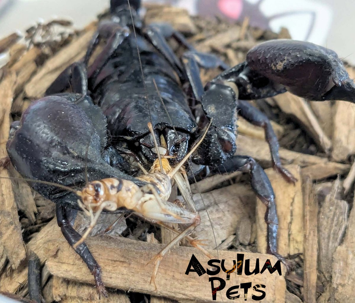 AsylumPets49509's tweet photo. Spotlight on our incredible Asian Forest Scorpions here at Asylum Pets! 
These fascinating arachnids are truly a wonder to observe, as they much prefer to use their powerful, robust claws to capture and subdue their prey rather than relying on their stingers. It is honestly impressive to watch—our scorpions can easily crush a cricket with just one swift snap of a claw!
While scorpions and spiders are both members of the arachnid family, a key difference that makes these guys so unique is that a scorpion’s pedipalps have evolved into specialized, heavy-duty pincers designed for grasping and defense. These nocturnal creatures are naturally reclusive and typically spend their daylight hours safely tucked away in burrows or hiding under logs and stones.
Regarding their stingers: while they do possess them for defense, our Asian Forest Scorpions are generally quite skittish and calm. Their venom is not typically lethal to humans—at most, it may cause some mild pain or localized numbness—but they almost always prefer using those large pincers to ward off any potential threats rather than stinging.
If you're looking for a low-maintenance, captivating pet, these scorpions are a great choice! We invite you to stop by the shop today to see these amazing creatures—along with our wide variety of other reptiles, invertebrates, and supplies—for yourself. Our knowledgeable staff is here to assist with all of your exotic pet needs! 
#asylumpets #Scorpions #asianforestscorpion #invertebrates