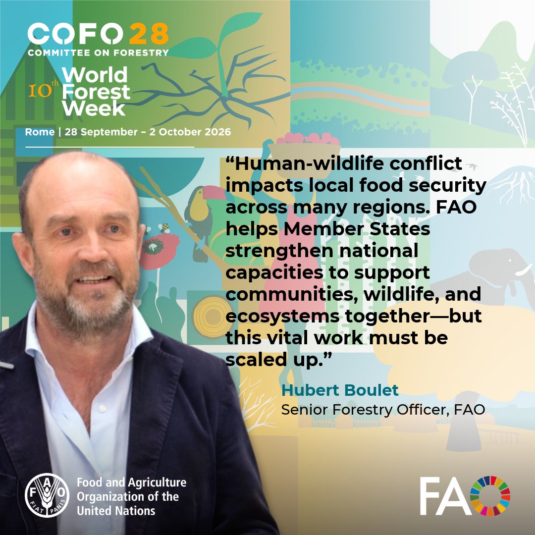 FAOForestry's tweet photo. Human-wildlife conflict impacts local food security. FAO helps Member States strengthen national capacities to support communities, wildlife & ecosystems together—but vital work must be scaled up, @FAO's @HubertBoulet of the #SWMProgramme tells #WorldForestWeek side event
#COFO28 https://t.co/mRs6KmOKZt