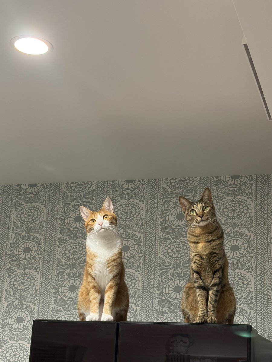 7Ojwk's tweet photo. 9位＆7位だにゃん😾 https://t.co/Rsz7ZToHMG