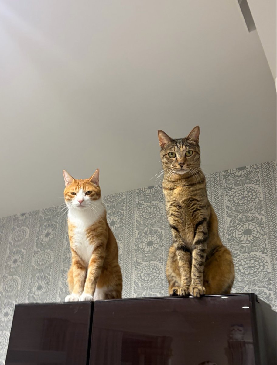 7Ojwk's tweet photo. 9位＆7位だにゃん😾 https://t.co/Rsz7ZToHMG