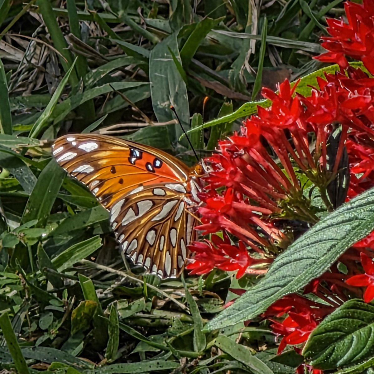 outsidediscover's tweet photo. Spotted a Gulf fritillary butterfly (Agraulis vanillae) nectaring on my  red Pentas flowers. #butterfly #gulffritillary https://t.co/C1R3ihPhjA