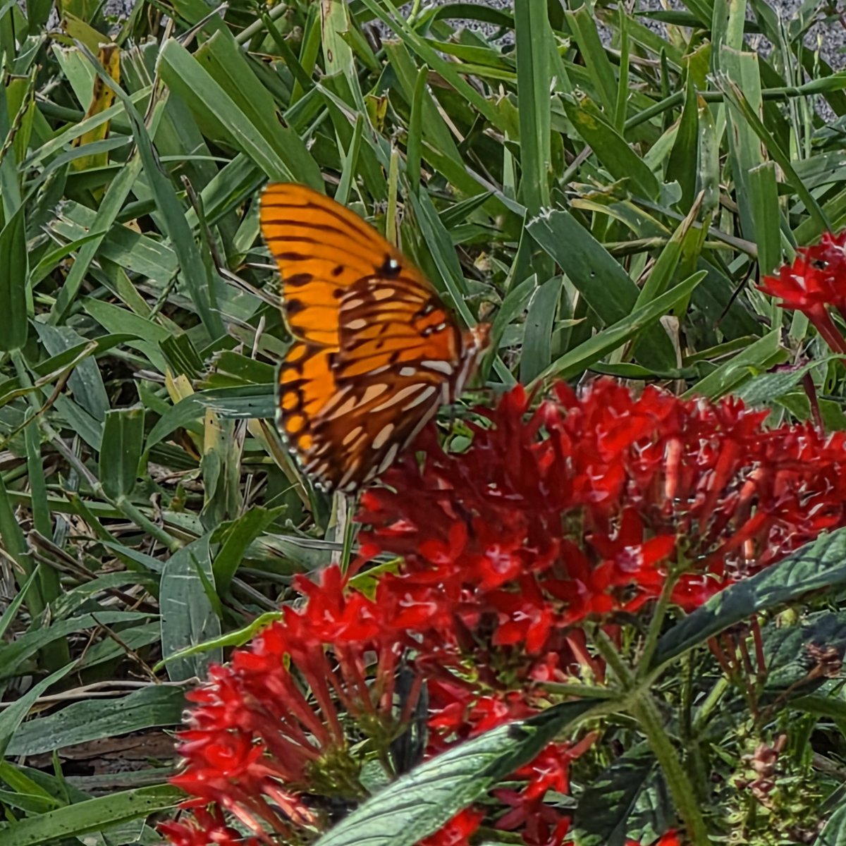 outsidediscover's tweet photo. Spotted a Gulf fritillary butterfly (Agraulis vanillae) nectaring on my  red Pentas flowers. #butterfly #gulffritillary https://t.co/C1R3ihPhjA