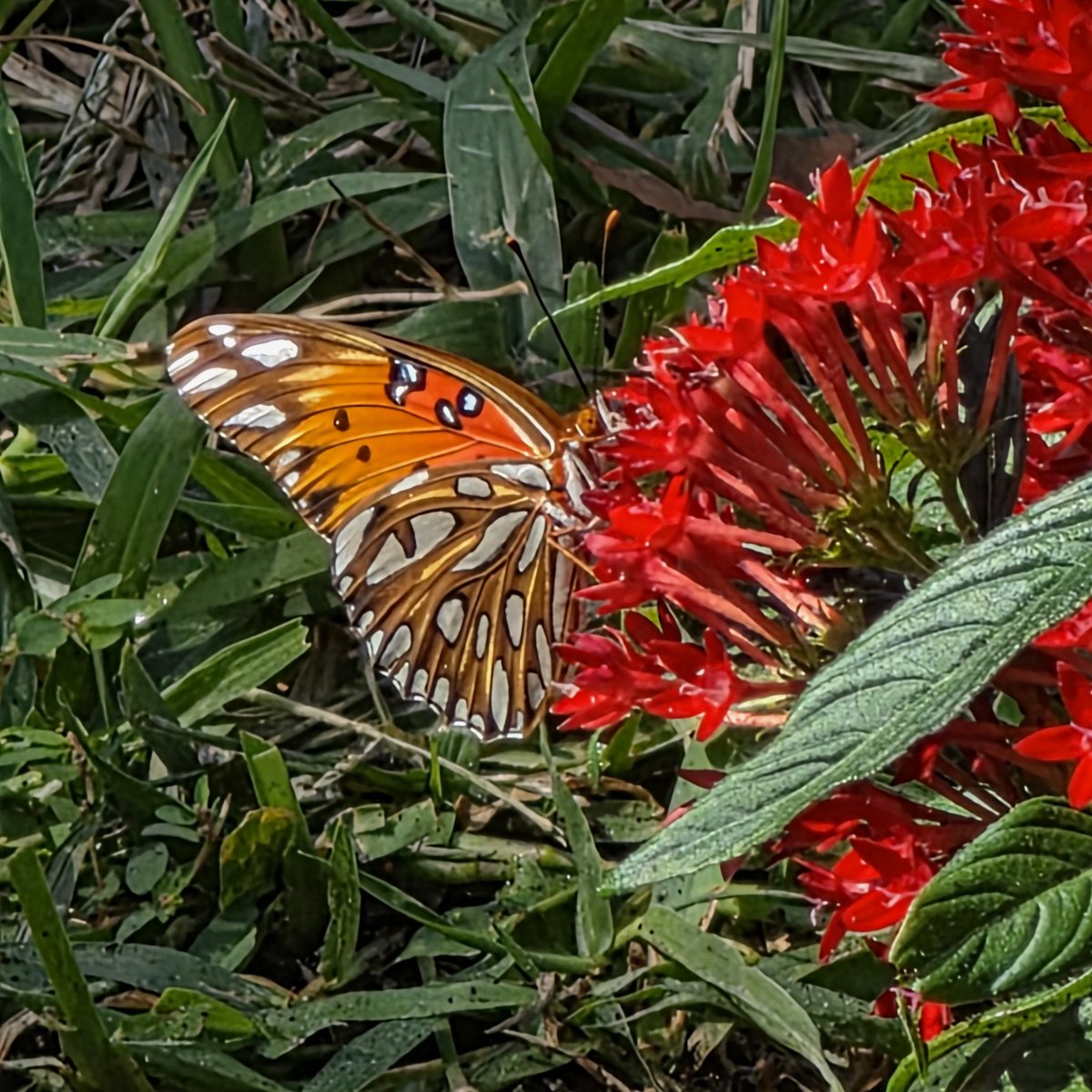 outsidediscover's tweet photo. Spotted a Gulf fritillary butterfly (Agraulis vanillae) nectaring on my  red Pentas flowers. #butterfly #gulffritillary https://t.co/C1R3ihPhjA