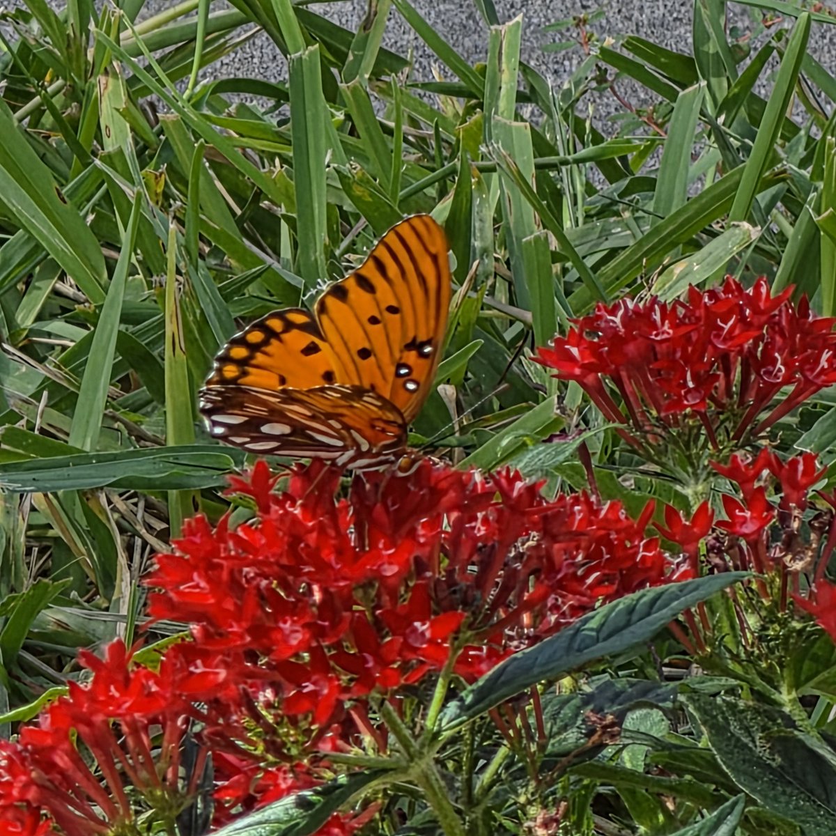 outsidediscover's tweet photo. Spotted a Gulf fritillary butterfly (Agraulis vanillae) nectaring on my  red Pentas flowers. #butterfly #gulffritillary https://t.co/C1R3ihPhjA