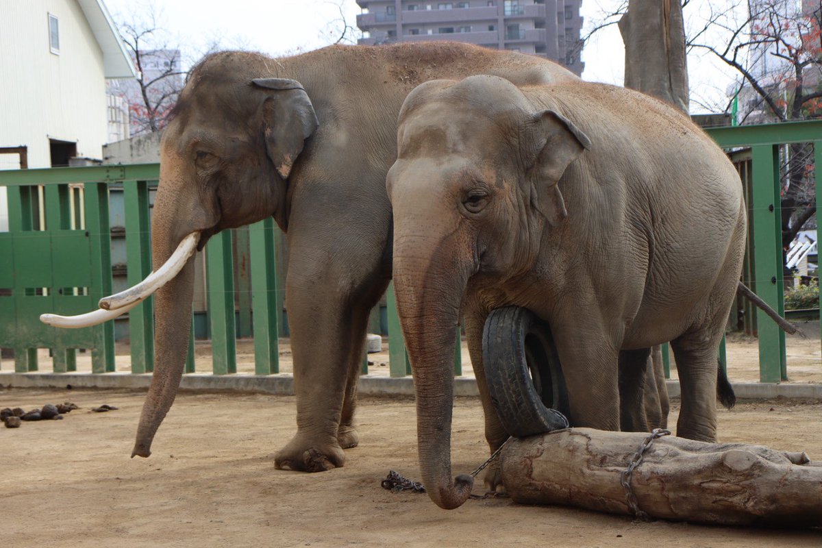 ezweb_ju0627's tweet photo. ズゼのことが大好きなマック。これからもきっと見守ってくれるよね🐘💖 https://t.co/pDlnI5aDzT