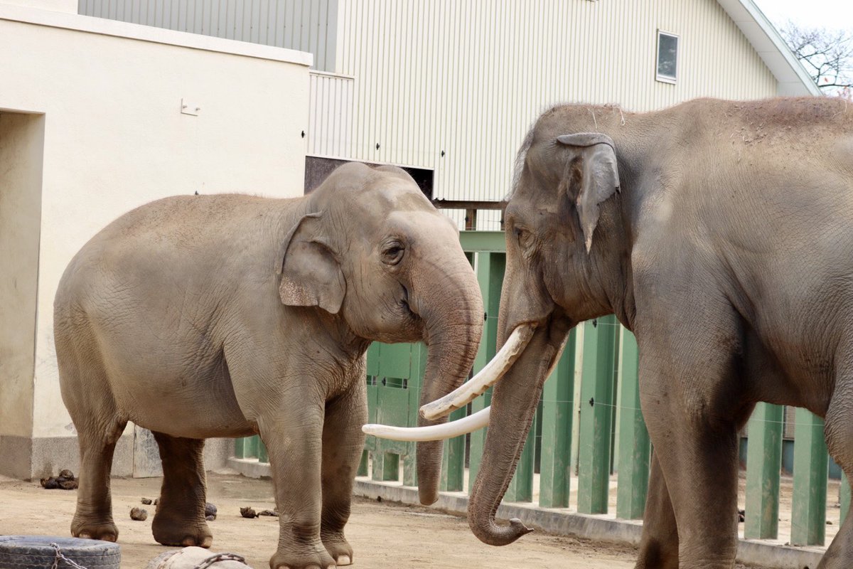ezweb_ju0627's tweet photo. ズゼのことが大好きなマック。これからもきっと見守ってくれるよね🐘💖 https://t.co/pDlnI5aDzT
