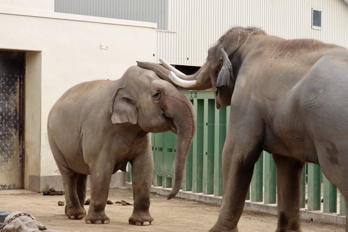 ezweb_ju0627's tweet photo. ズゼのことが大好きなマック。これからもきっと見守ってくれるよね🐘💖 https://t.co/pDlnI5aDzT