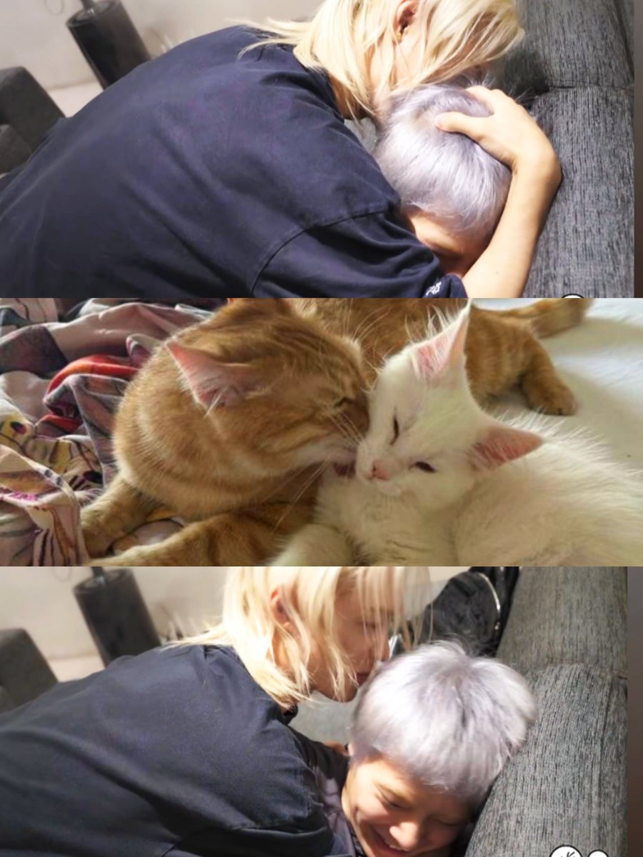 top_ayen's tweet photo. two kitties 🤏 https://t.co/DC2PpJ2Gl1