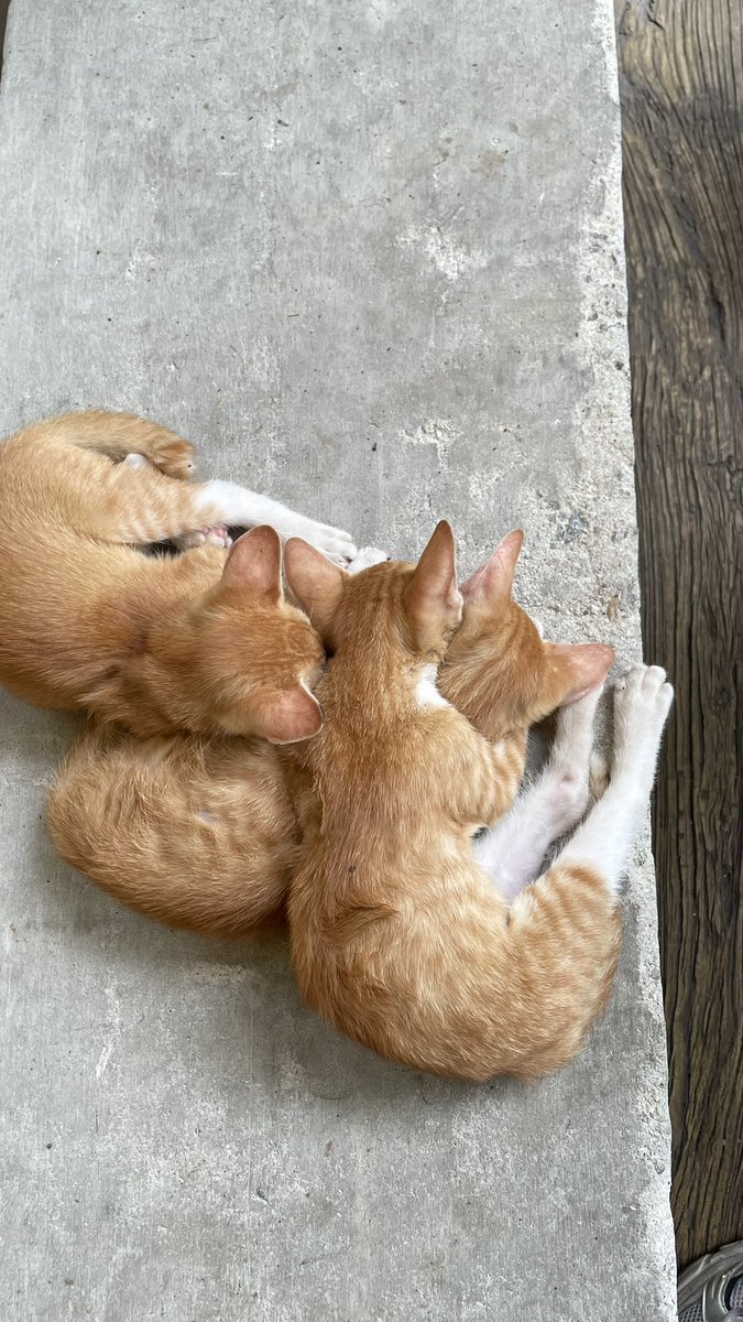 Mrrkevinsky's tweet photo. cutee https://t.co/8vvdIozrv6