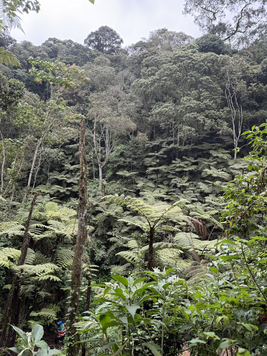 Obinoooooo's tweet photo. Kenya is beautiful and I got to experience it once again during one of my hikes. Look at these amazing giant ferns in Gatamaiyu Forest  in Kimende. https://t.co/SZJDR4rzpL