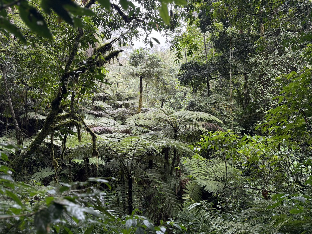 Obinoooooo's tweet photo. Kenya is beautiful and I got to experience it once again during one of my hikes. Look at these amazing giant ferns in Gatamaiyu Forest  in Kimende. https://t.co/SZJDR4rzpL