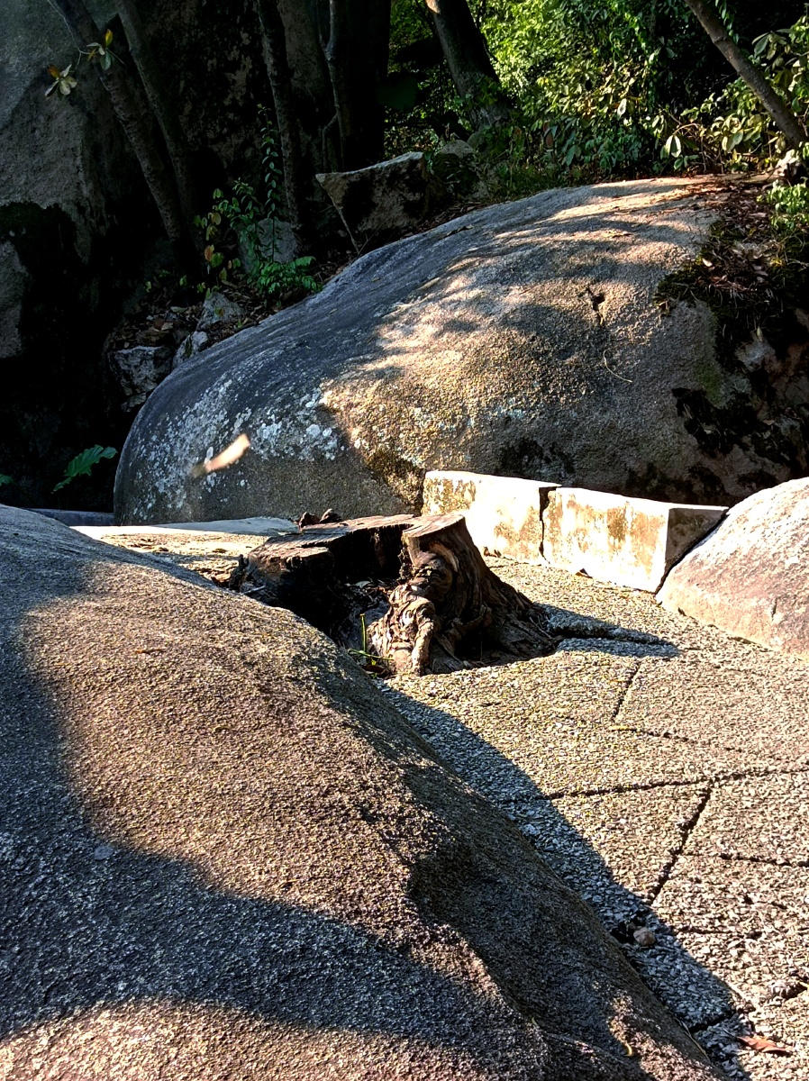 s_emorga_923's tweet photo. Strolling by the stream, the warm sunlight filters through leaves, while a small raccoon dog (貉) sits quietly on the stone by the bank, soaking up the bright, golden glow—such a cozy, peaceful moment! https://t.co/BKsk5eITMT