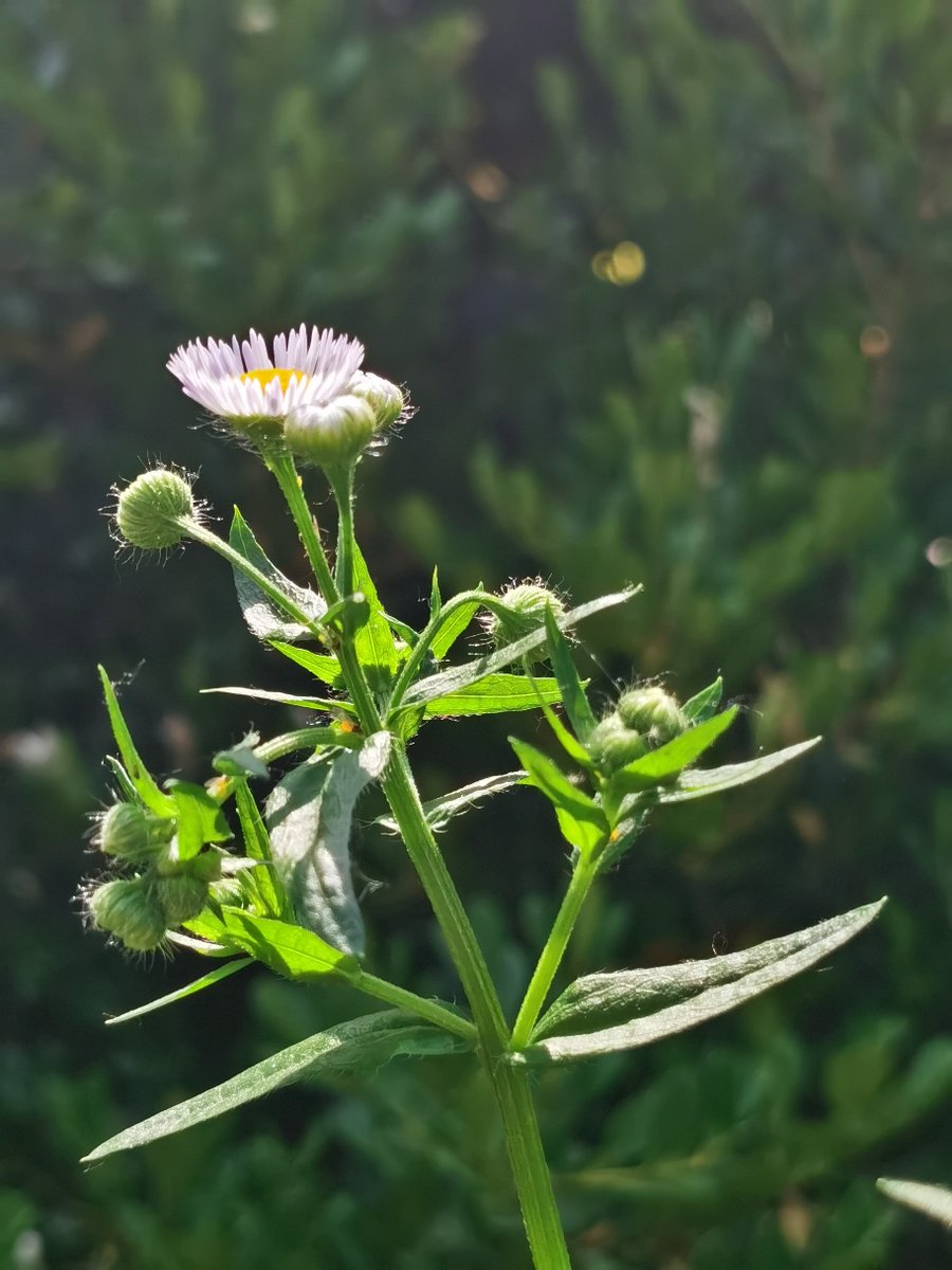 my_paula02's tweet photo. [This morning I accidentally found a nice 占懊芽肮 plant by the roadside and took a photo of it!]， https://t.co/5r1MFy7ihV
