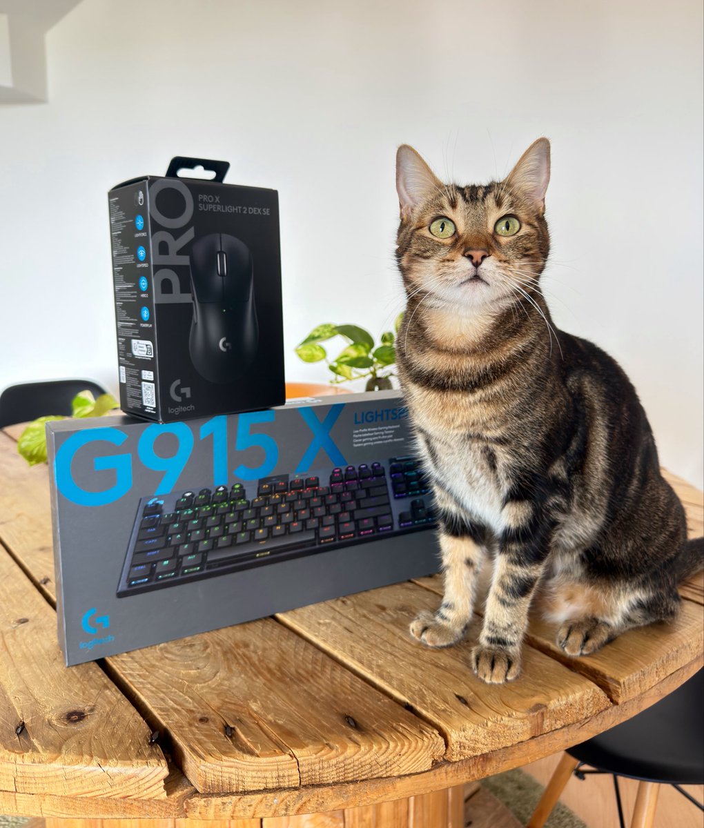 SekiamPKM's tweet photo. ¿Os acordáis de que mi gato gomitó en el teclado antiguo, se estropeó, y desde entonces he usado uno prestado? 🙃

Pues se han enterao en @LogitechG_ES y me han mandado esta locura. 

Le he echado morro y les he pedido otro pack para SORTEARLO AQUÍ 😈

INFO ABAJOOO, PARTICIPEN ⬇️ https://t.co/I7J8fKNJhx