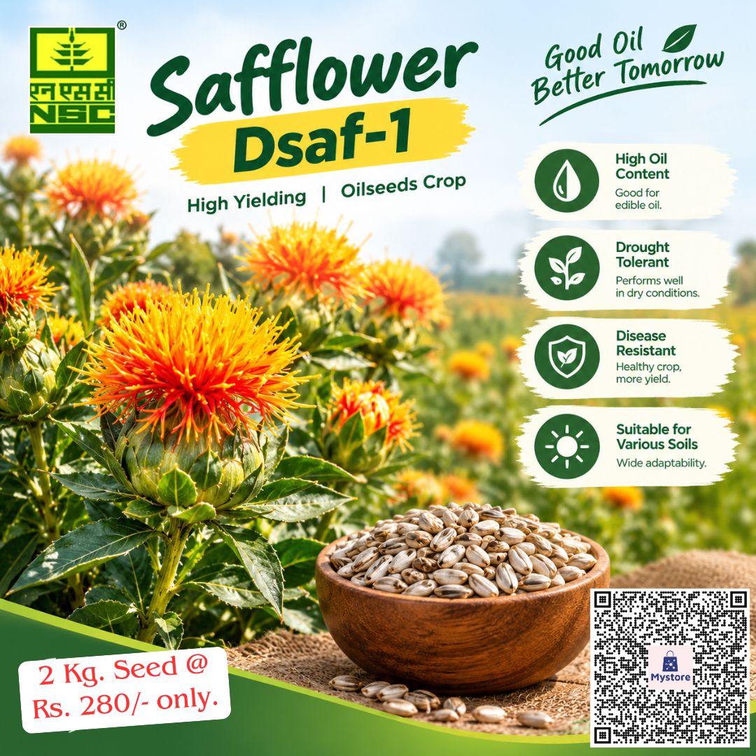 NSCLIMITED's tweet photo. 🌾बेहतर तेल उत्पादन और सूखा सहन करने की क्षमता के साथ उगाएँ उच्च गुणवत्ता वाली 'कुसुम' (Safflower DSAF-1) की फसल!
  
👉NSC स्टोर से 2 किलो बीज का पैक ऑनलाइन ऑर्डर करें@ https://t.co/UVfDoTI8dZ मात्र 280/-₹ में|

#Safflower #DSAF1 #OilseedsCrop #QualitySeeds #AgricultureIndia https://t.co/C3BpUVAaeI