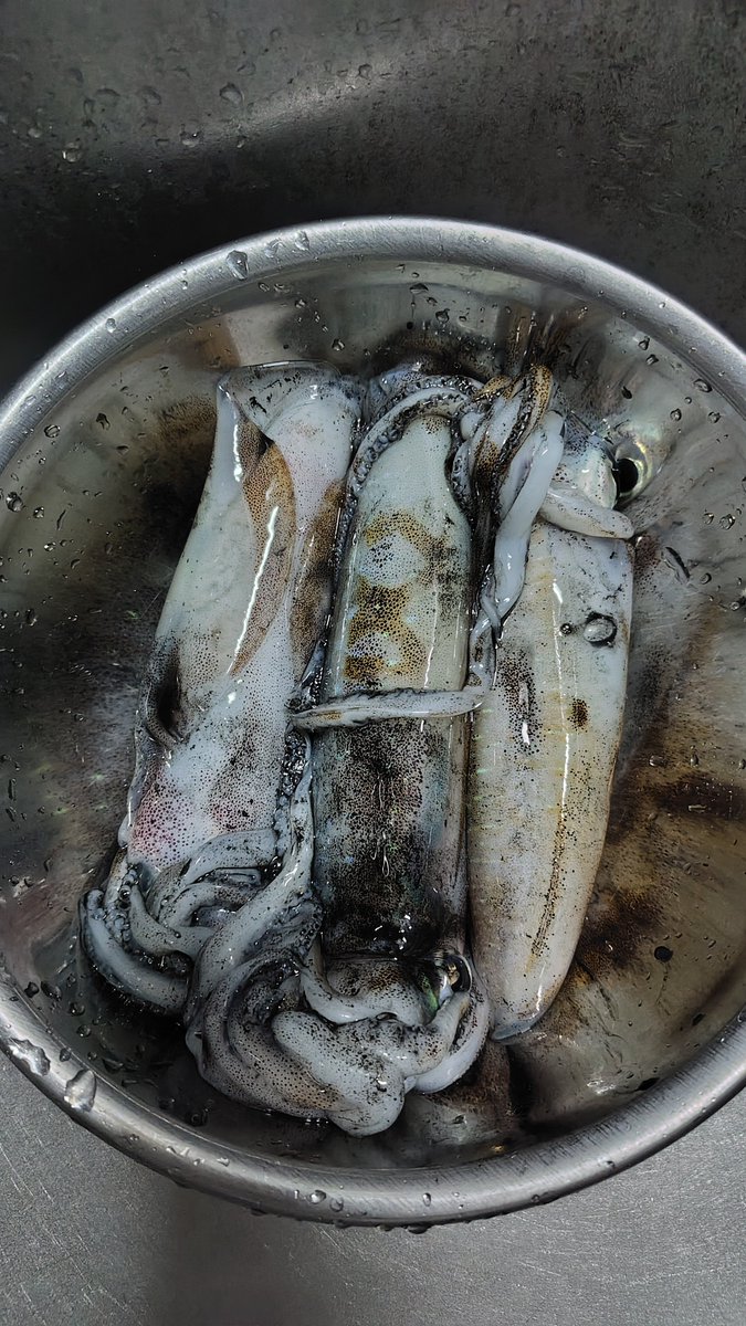 Turi117's tweet photo. 月曜日はエギングへ。いい状況だったはずなのに反応は乏しく、3杯だけ。
今日は渓流へ。最初はチビヤマメしか釣れなくて今日も微妙かなと思っていたら、水深のある場所でいいヤマメが釣れた。 https://t.co/rnBxnM1exR
