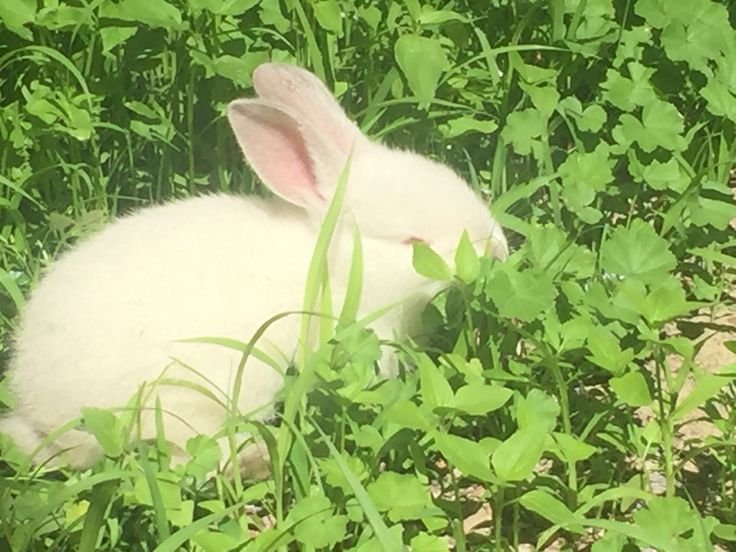 deergirlshua's tweet photo. shhh he's hiding https://t.co/KWlUS2oGfK