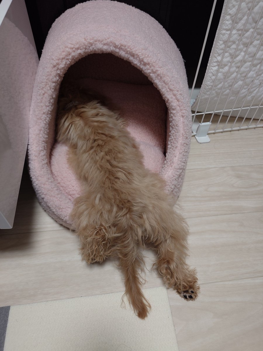 ponde46's tweet photo. うん、寝相が悪いと言うのか、途中で力尽きたと言うのかww
#マルプー
#犬のいる生活
＃犬のいる暮らし
#犬好き https://t.co/nOnXSy7Wrc