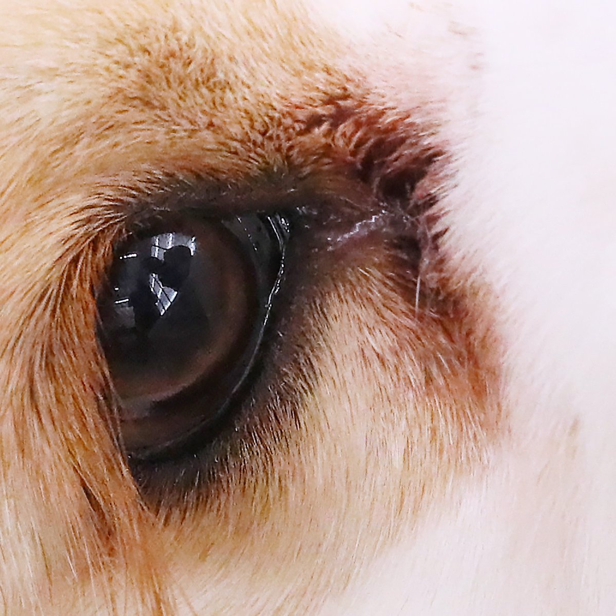 studiodogrun's tweet photo. 愛犬の瞳に、飼い主様が写っています。

ご愛犬と飼い主様に向き合っていただき、
その瞬間を撮影。
そこに写るのは、
愛犬が見つめている「家族」です。 https://t.co/07MYuyIoA8
