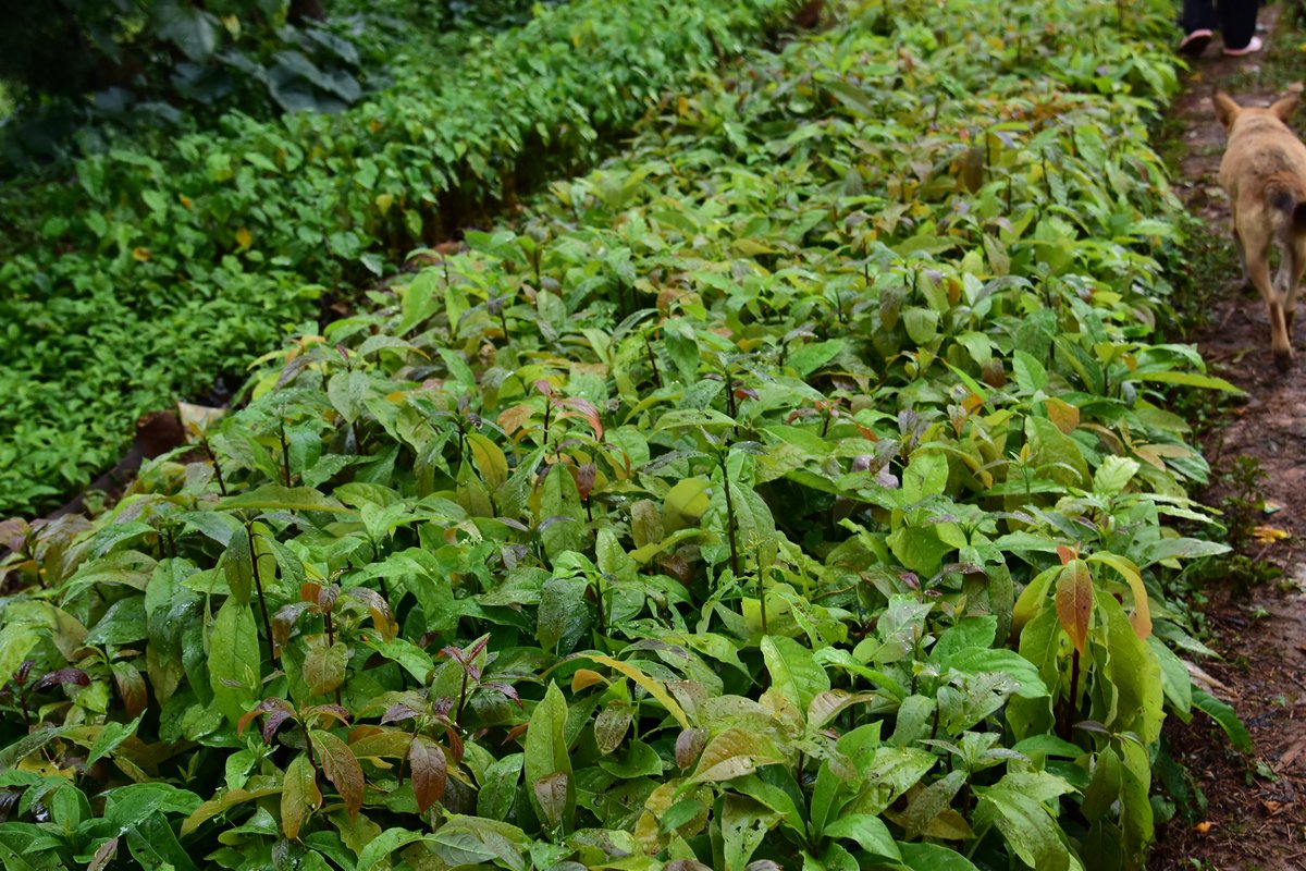 Nature_Kenya's tweet photo. In Nandi, local Site Support Groups are leading landscape restoration through community avocado nurseries. 

Supported by the #DarwinNandiProject, the initiative is creating new opportunities for farmers while linking livelihood diversification with environmental conservation. https://t.co/xaRNAiDye0