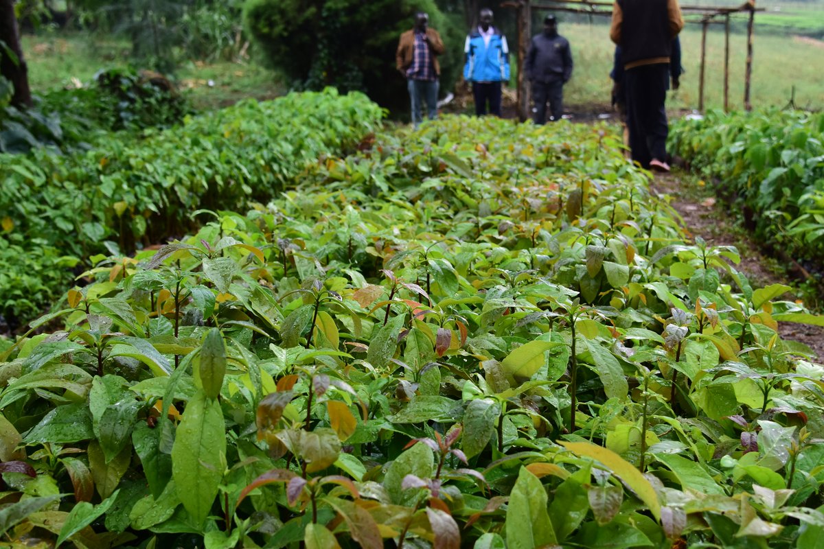 Nature_Kenya's tweet photo. In Nandi, local Site Support Groups are leading landscape restoration through community avocado nurseries. 

Supported by the #DarwinNandiProject, the initiative is creating new opportunities for farmers while linking livelihood diversification with environmental conservation. https://t.co/xaRNAiDye0