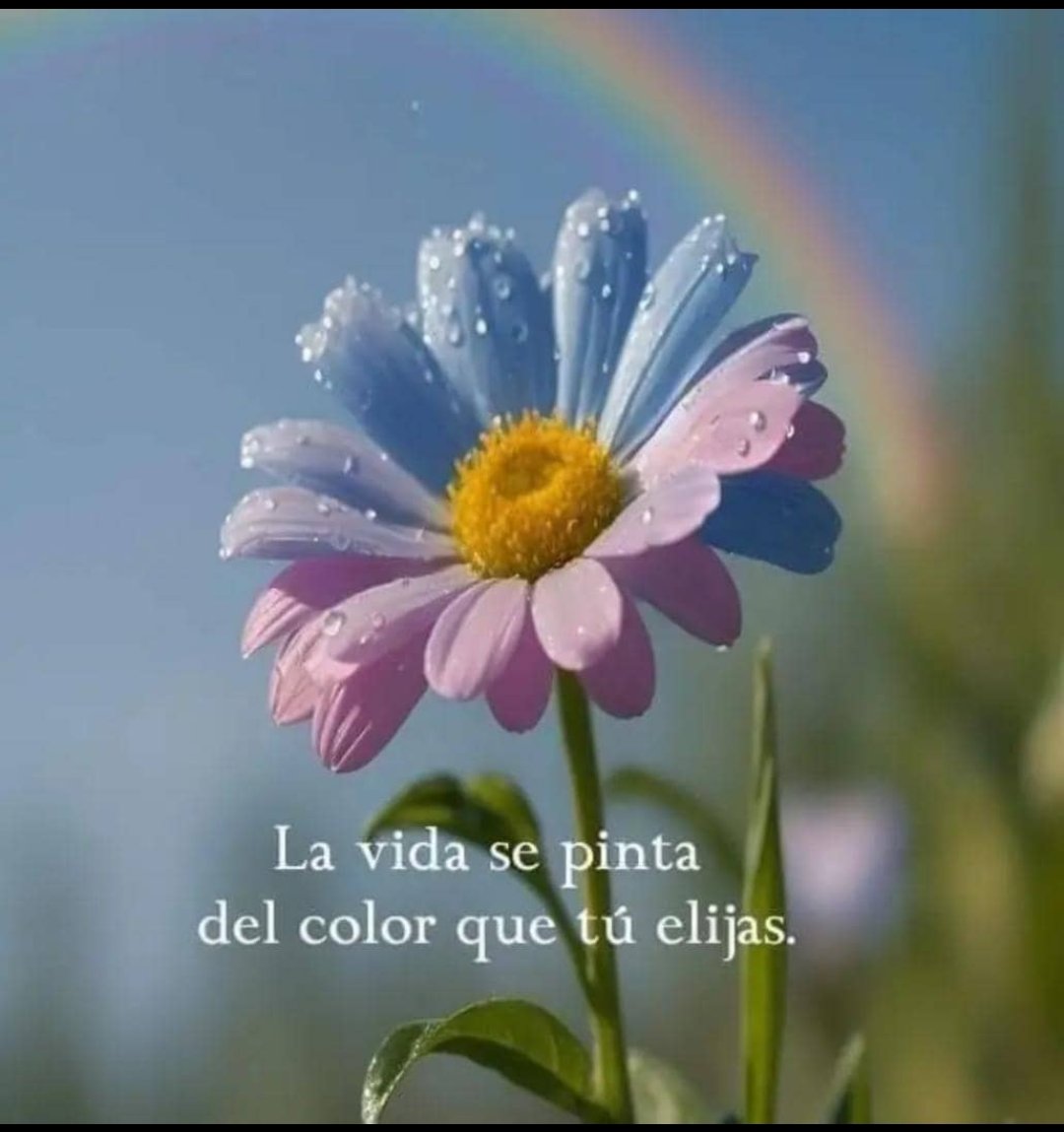 Julieta16041981's tweet photo. @LabordeArnaldo @AishaJNola @KMendocina @elicardenas39 @mguevara1331 @OmarMG31685418 @AmaliaR622 @JuliaLeonor19 Te regalo un arcoiris 🌈 en este lluvioso día, para que ilumine tu día mi amor ❤️🦋🌸. https://t.co/KZZckfpj4g