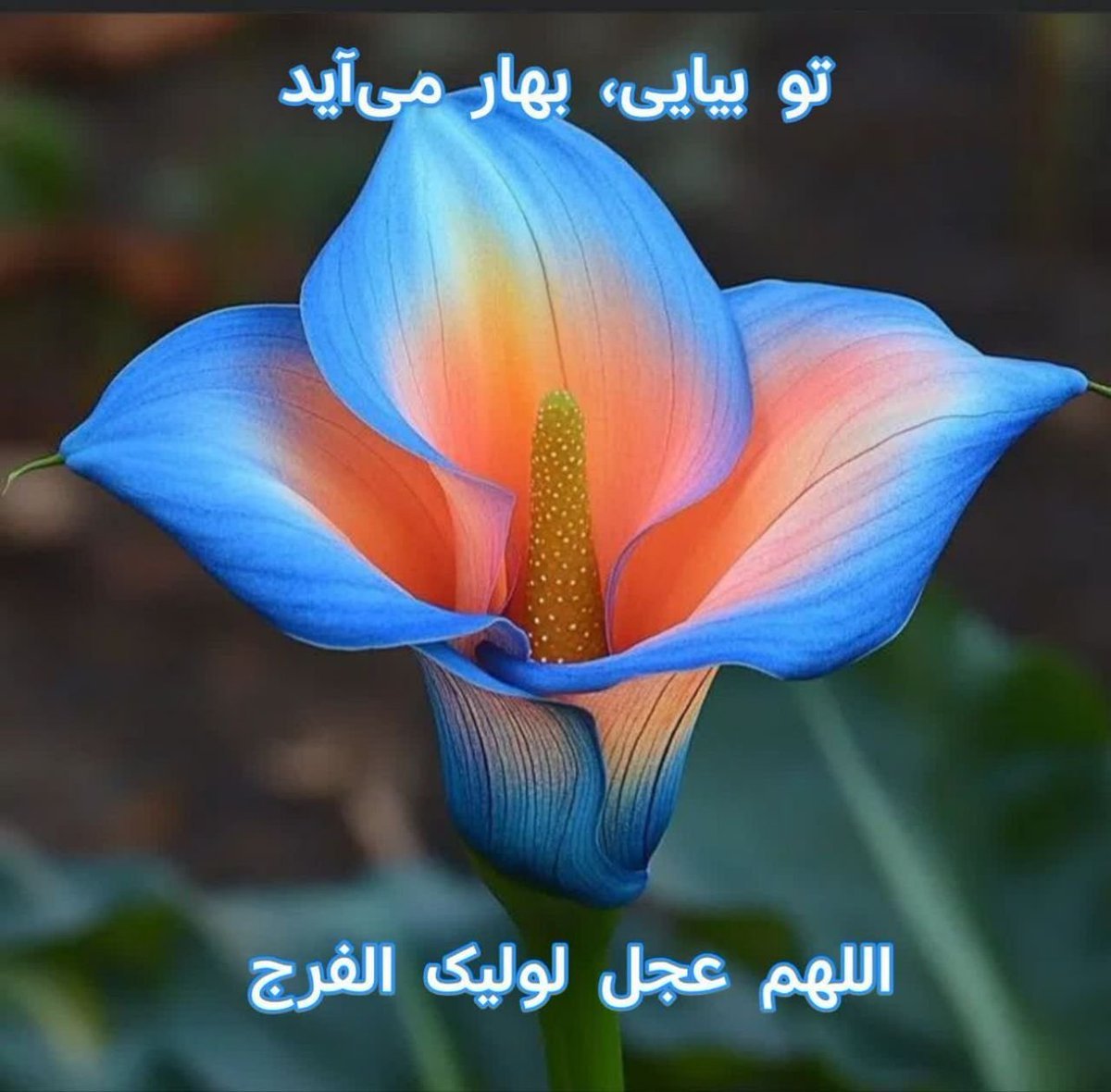 MZiaadini's tweet photo. خدایا همه از تو می خواهند بدهی  
اما من 
از تو می خواهم بگیری 
خستگی ، دلتنگی و غصه ها را
از روزگار همه آنهایی که دوستشان دارم🤲🌹

#حمايت_انقلابى 
#فالوبک_تضمینی 
#فالوبک_فوری 
#جانفدای_ایران https://t.co/dFUbJYGPnI