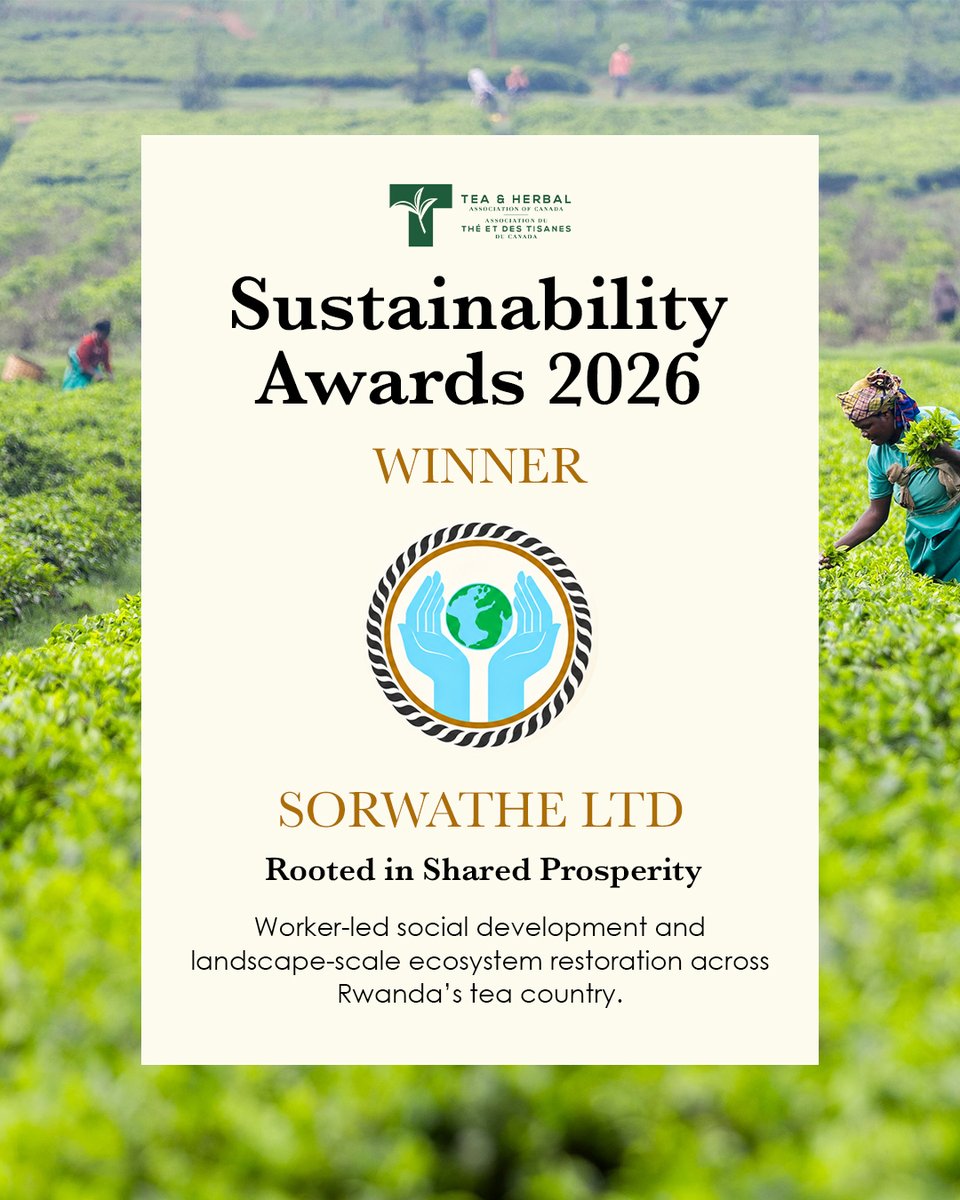 sorwatheltd's tweet photo. We are honoured to be the winner of the 2026 Tea Sustainability Awards in the category “Rooted in Shared Prosperity: Worker led social development and landscape scale ecosystem restoration across Rwanda’s tea country.”

#Sorwathe #Sustainability #RwandaTea #SustainableTea https://t.co/RlYm26ywdL