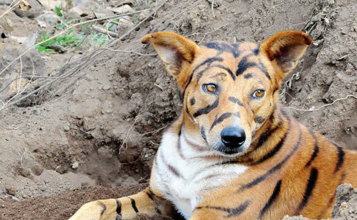 nameisShaikk's tweet photo. The tiger 🤣🤣

#biggbosstelugu10 #PRhit https://t.co/YR1xksKVUm