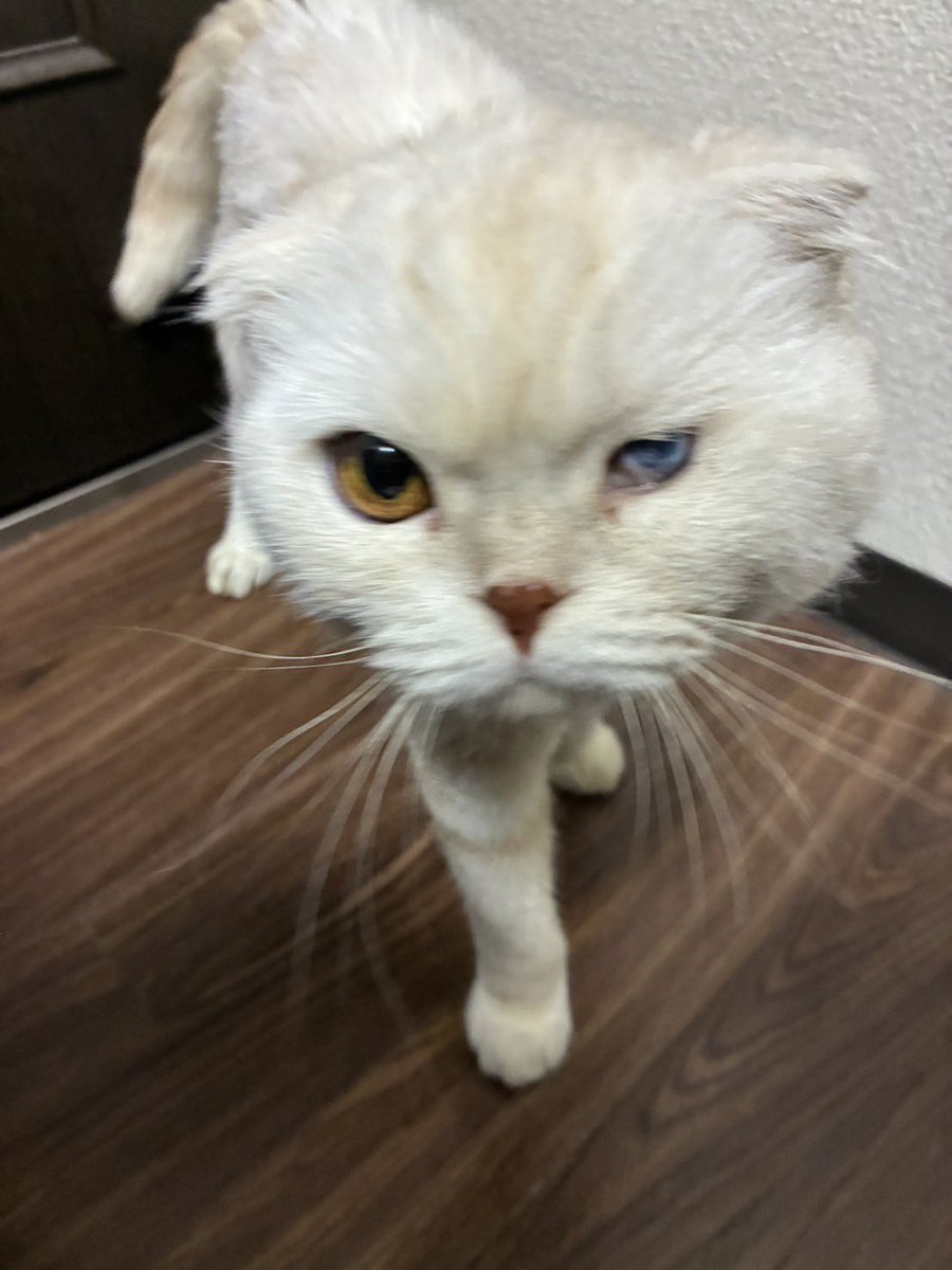 turedurenikki11's tweet photo. 弟がコンビニで保護したみたいです。名古屋市内（北区付近）、この子の飼い主様いませんか？
病院も行き、病気や怪我などもなかったそうで人慣れもしてるのでおそらく脱走猫さんだと思います。
 #迷い猫 #��古屋市 #猫探しています https://t.co/CzhosYAvBk