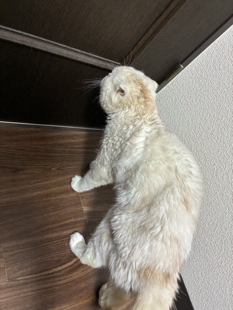 turedurenikki11's tweet photo. 弟がコンビニで保護したみたいです。名古屋市内（北区付近）、この子の飼い主様いませんか？
病院も行き、病気や怪我などもなかったそうで人慣れもしてるのでおそらく脱走猫さんだと思います。
 #迷い猫 #��古屋市 #猫探しています https://t.co/CzhosYAvBk