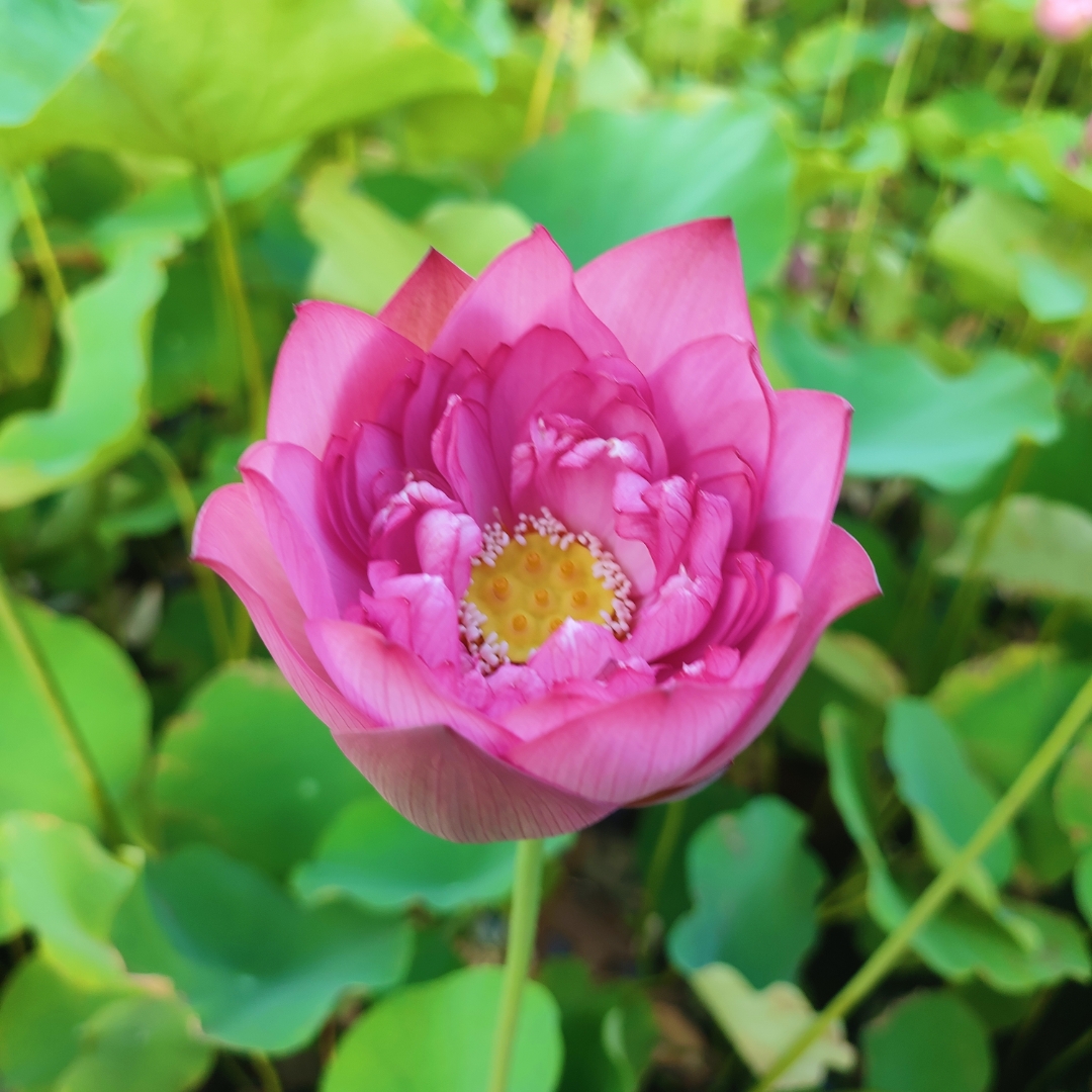 edna_pott875's tweet photo. [I found a slight flaw in this square-shaped lotus leaf, it stands quietly here.]， https://t.co/tt5rHIvfMT