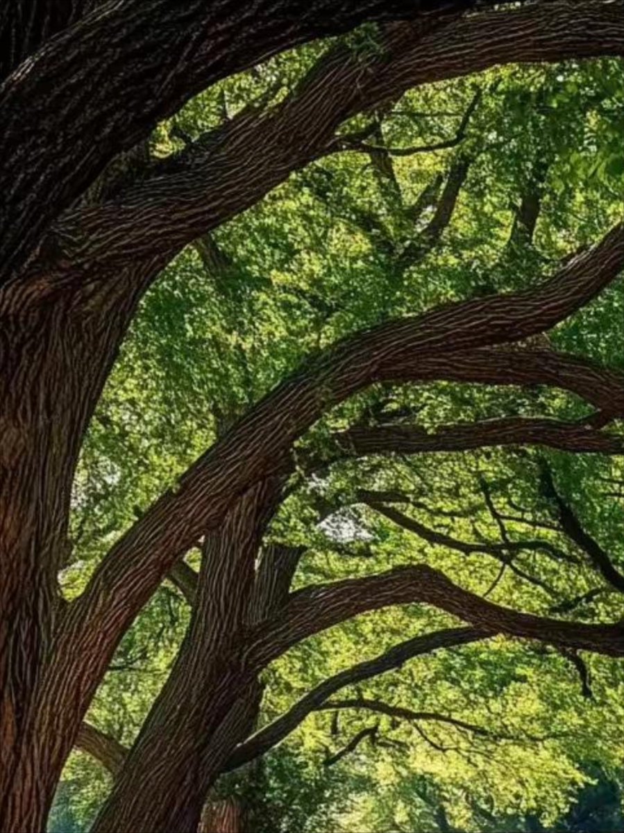 zone_amand885's tweet photo. When the breeze is gentle (淳缓), the tip of the branch (梢) just sways softly, perfect little moments to slow down.， https://t.co/H7fKiStgbS