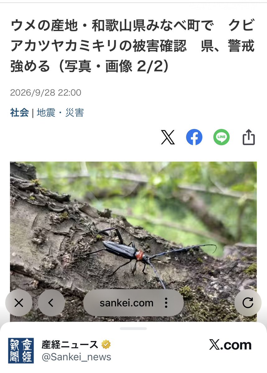 umeboys_2019's tweet photo. これは、やばい。外来種。
他県の梅産地がどんどん伐採に追い込まれてる。

日本一の梅産地だととんでもない被害になる。 https://t.co/GW7EBUOH8r