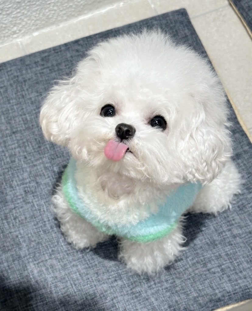 Abramsdqdu's tweet photo. Mi pequeo cachorro crece cada día más rápido, mirar su primer juguete vs ahora!  #PerrosCrecen #VidaMascota https://t.co/l35TlJlcZT