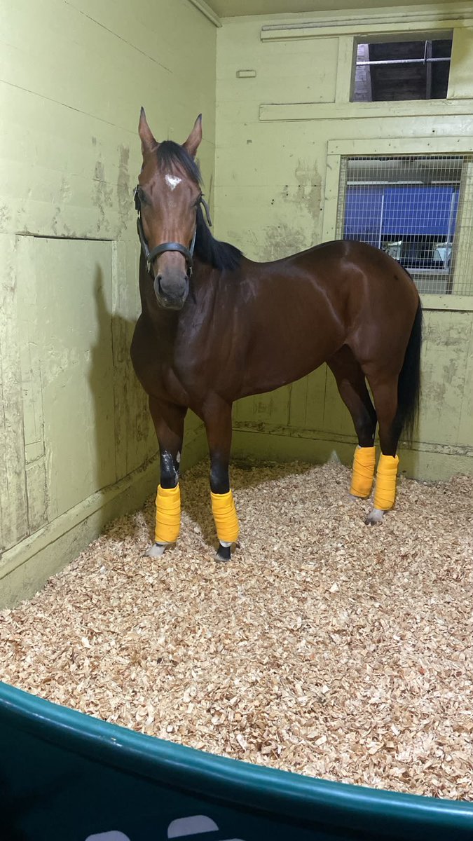 HipicoColombia's tweet photo. 🚨🚨Update 🚨🚨

Los locos de COLOMBIA llegamos a @BelmontPark1905 con nuestro reclamo de $7.500!  Corremos en la 4 de hoy!

Esta historia se escribe cada día y nosotros nos gozamos cada paso 

@hectorgomezdoct @estebanaglc @CarlosGArango https://t.co/GPaHnmUhad
