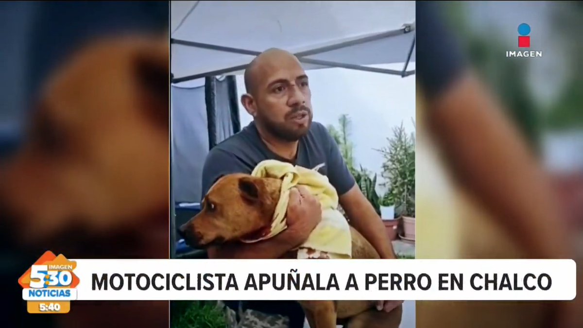 A man with a beard and shaved head cradles an injured tan dog wrapped in a yellow towel, with Spanish news text reading 'MOTOCICLISTA APUÑALA A PERRO EN CHALCO' from 'Imagen Noticias'.