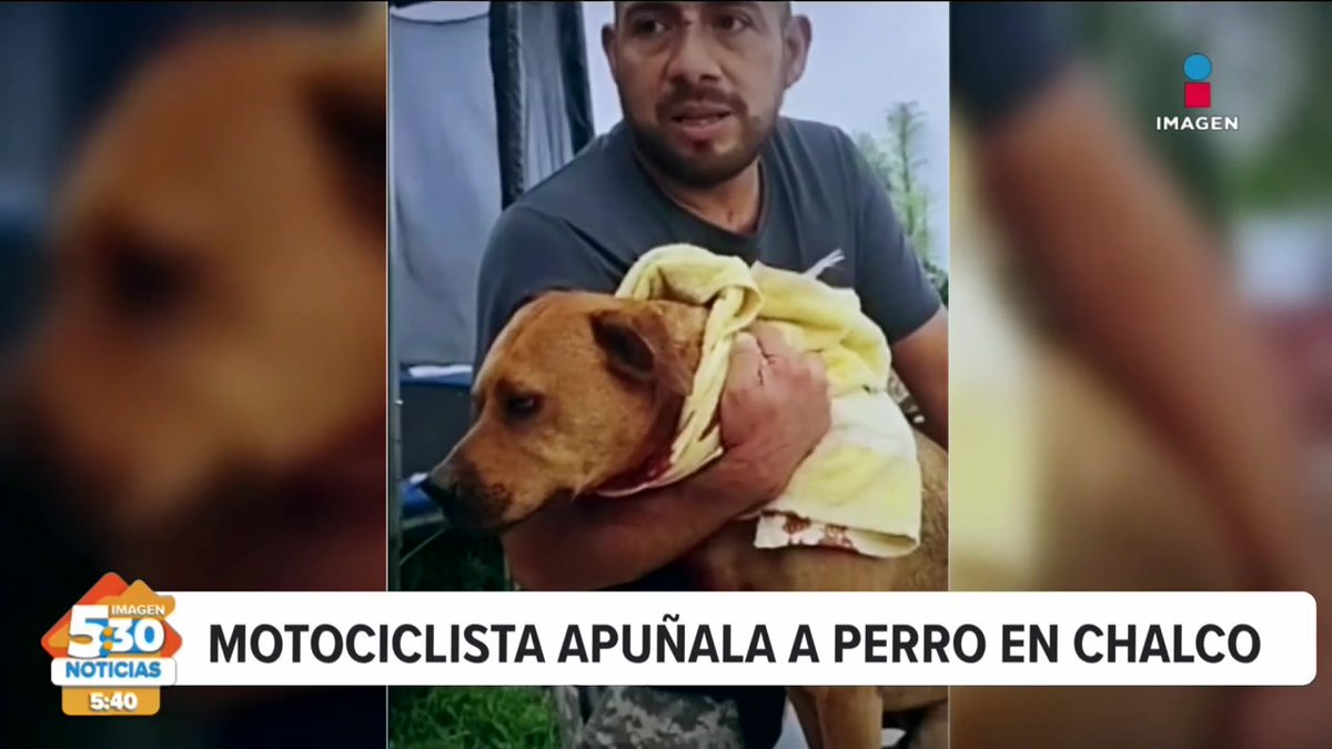 A news broadcast screenshot from Imagen 530 Noticias with the headline 'MOTOCICLISTA APUÑALA A PERRO EN CHALCO,' showing a man holding a wounded brown dog wrapped in a yellow towel.