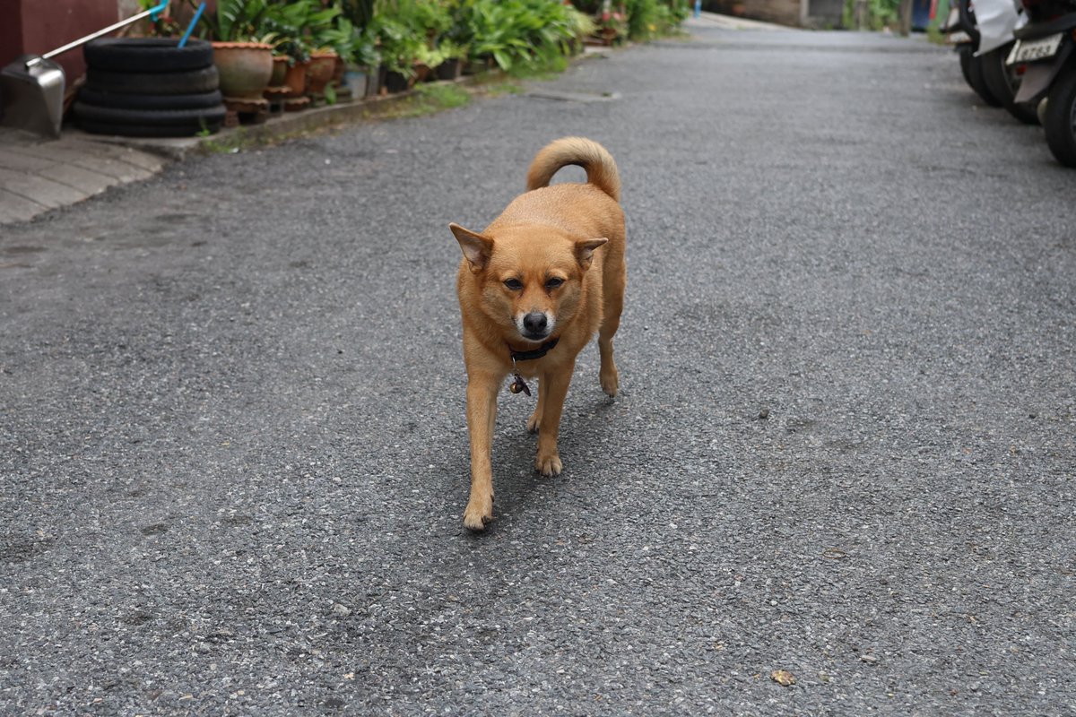 inu_grapher's tweet photo. 私のことが大好きみたい。 https://t.co/NT3ul6UO58