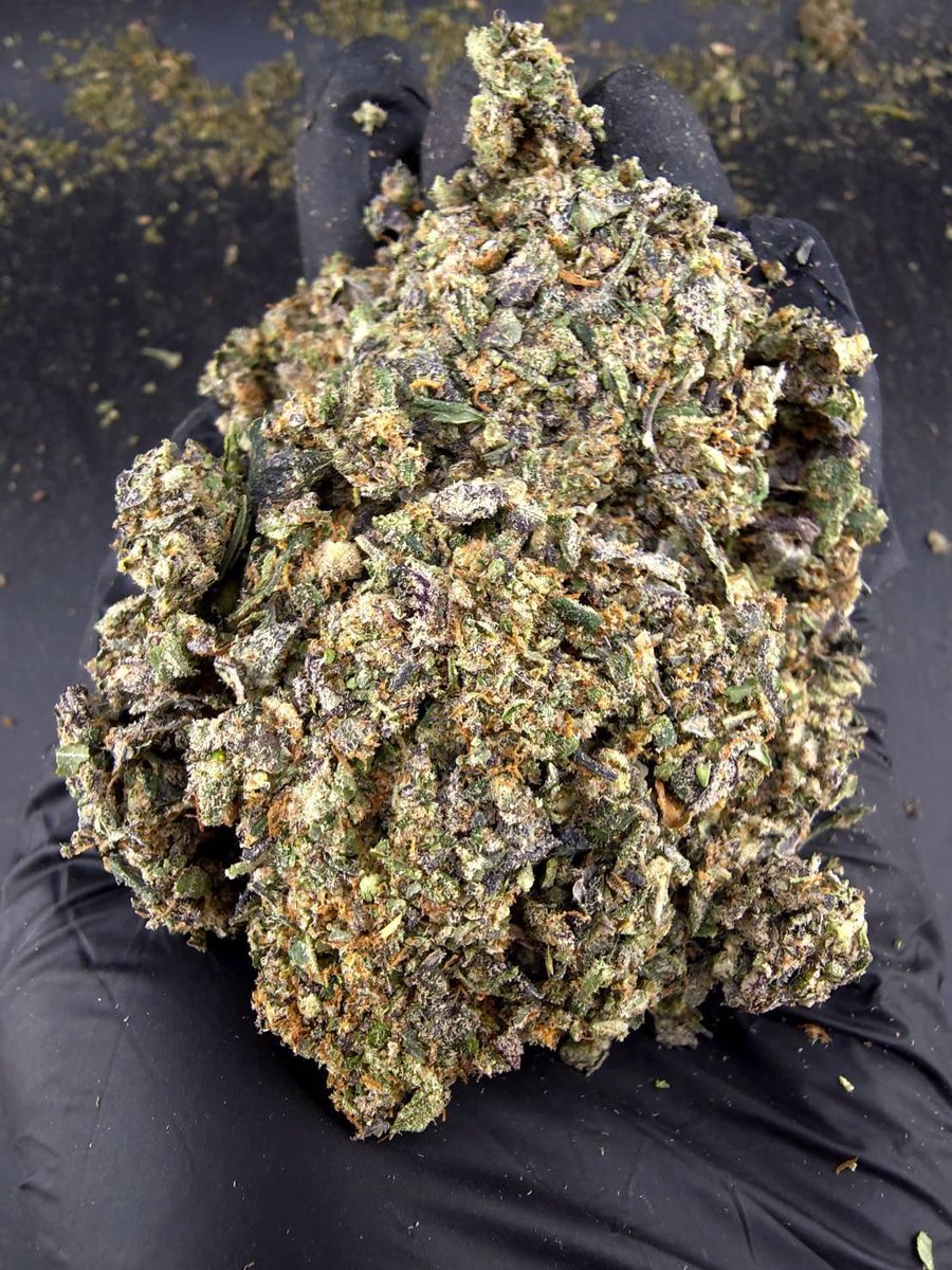 valetag4's tweet photo. ⏳【 🍃Indoor • Powder 】🇹🇭

🔸 Jealousy 🕶️⛽️
🔸Hybrid  🔸THC30%👃🏼

Aroma🔻Beery🫐Cherry🍒Citrus🍋‍🟩

💸100G = 750฿ , 1KG = 3,450฿💸

🛍️สนใจสินค้า @Line 
ทักแชท ตามสั่งได้เลยครับ🔻
Line ID (.) ▶️ 0924153858.
https://t.co/wW1z2epETi

#weed #BaiTrim #og #cannabis #ใบทริม #กัญชา https://t.co/Vg4O6Ij0pl